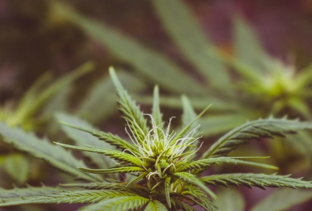 Le CBD contre les douleurs