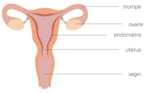 endometriose_dessin_1